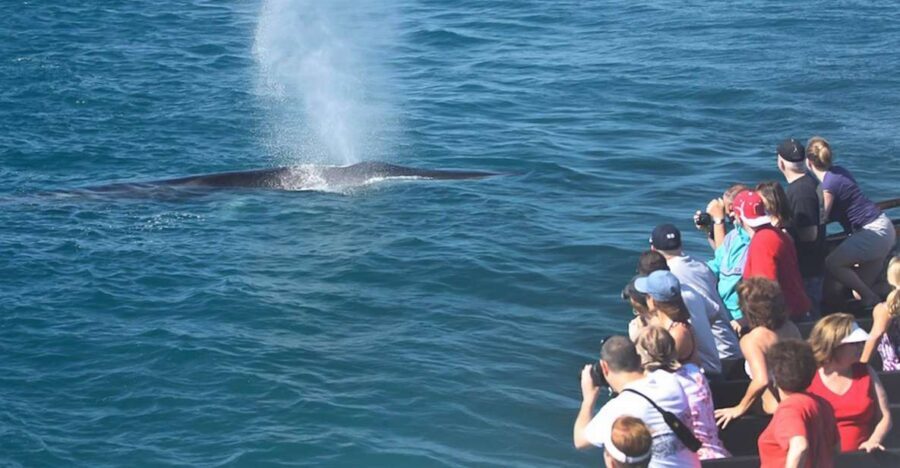 San Diego: Whale Watching Tour - Flagship Cruises & Events - The two-story yacht and 360-degree viewing: where you should stand