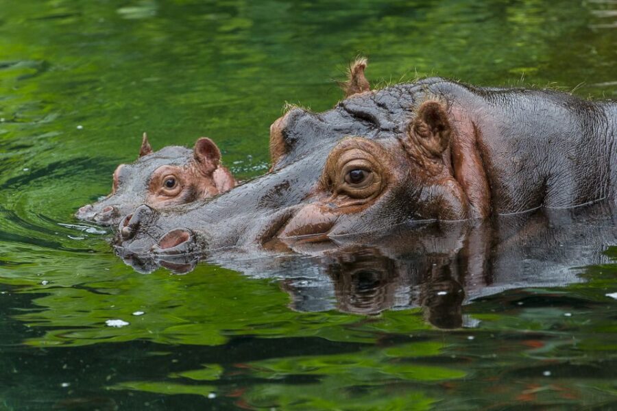 San Diego Zoo: 1-Day Admission Ticket - Why San Diego Zoo is a full-day must