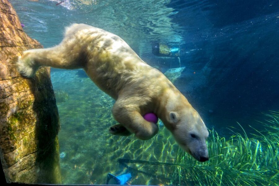 San Diego Zoo: 1-Day Admission Ticket - Elephant Odyssey’s 7.5 acres: zoo plus museum energy