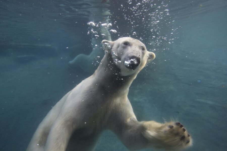 San Diego Zoo: 1-Day Admission Ticket - Africa Rocks and the sea lion show for variety and momentum