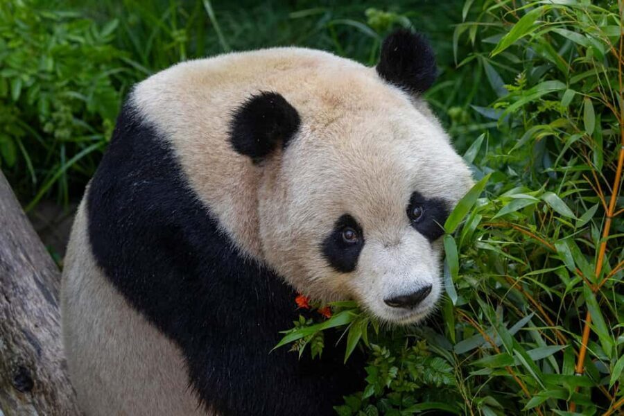 San Diego Zoo Admission Ticket - Key highlights I’d circle first