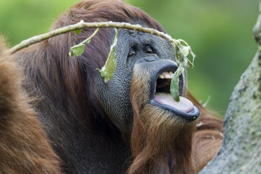 San Diego Zoo and Safari Park: 2-Day Entry Ticket - Key points worth knowing