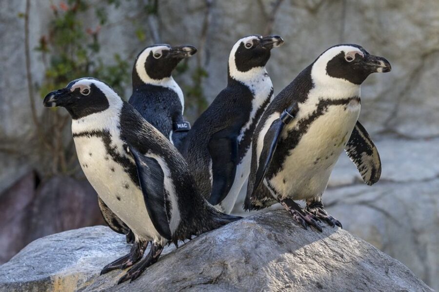 San Diego Zoo and Safari Park: 2-Day Entry Ticket - Conservation and animal welfare: what the ticket actually supports