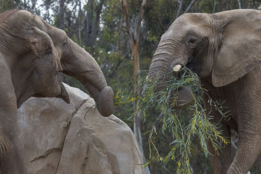 San Diego Zoo and Safari Park: 2-Day Entry Ticket - How to plan both days without wasting time