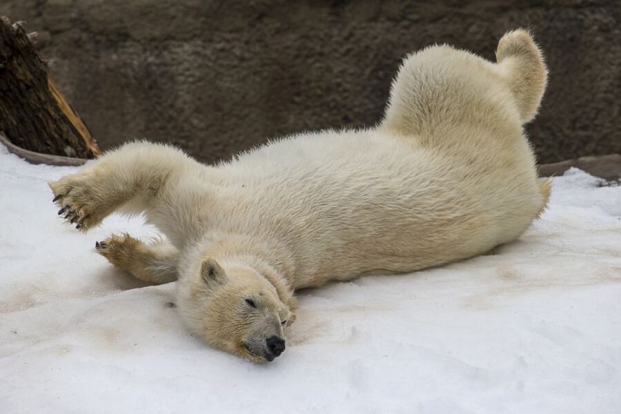 San Diego Zoo and Safari Park: 2-Day Entry Ticket - Who this 2-day ticket is best for
