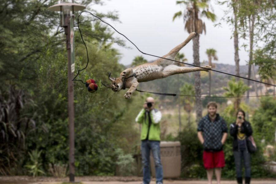 San Diego Zoo and Safari Park: 2-Day Entry Ticket - FAQ