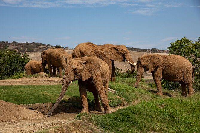 San Diego Zoo and Safari Park 2-Visit Pass Ticket - Two parks, one phone ticket: what “direct entry” really means