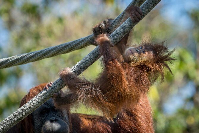 San Diego Zoo and Safari Park 2-Visit Pass Ticket - How to time your day so you don’t feel rushed