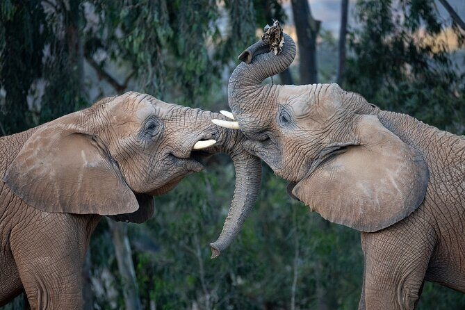 San Diego Zoo and Safari Park 2-Visit Pass Ticket - Should you book this pass?