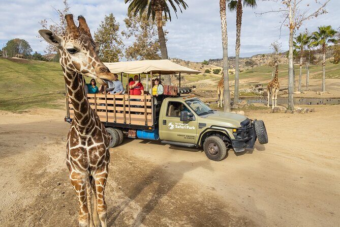 San Diego Zoo and Safari Park 2-Visit Pass Ticket - The San Diego Zoo: Elephant Odyssey and why the layout helps you move