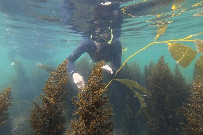 Snorkel San Diego's Mission Bay with a Marine Biologist - Key things I think are worth your attention