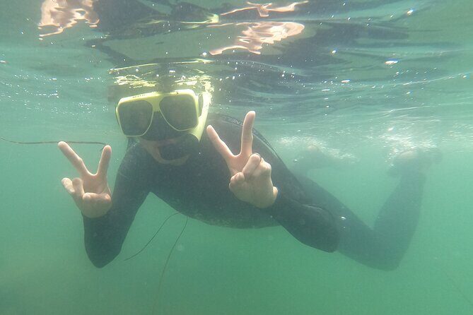 Snorkel San Diego's Mission Bay with a Marine Biologist - Your 60 Minutes in the Bay: Rocks, Grass, and Sea Life You Can Actually See