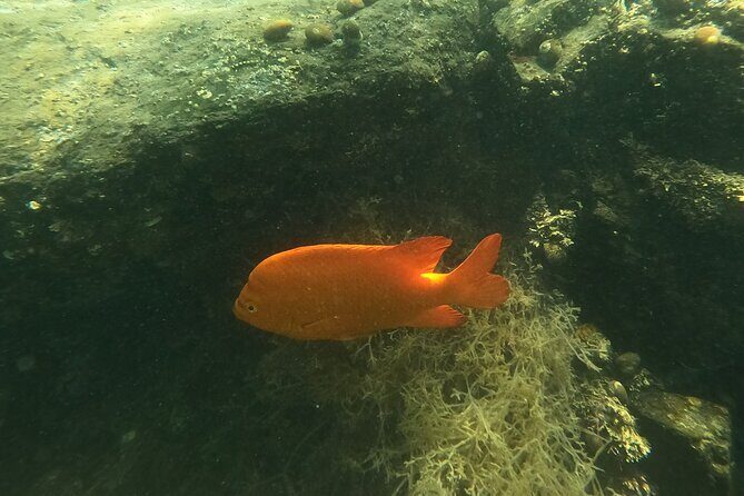 Snorkel San Diego's Mission Bay with a Marine Biologist - Pace, Photo Album, and the Small-Group Feel