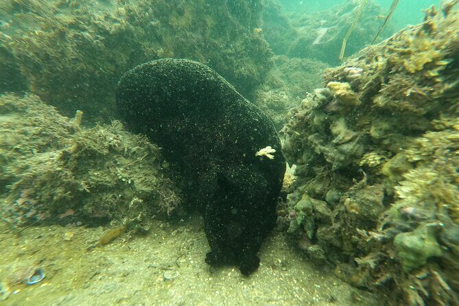 Snorkel San Diego's Mission Bay with a Marine Biologist - Wetsuits, Fitness, and Who This Is For (and Not For)