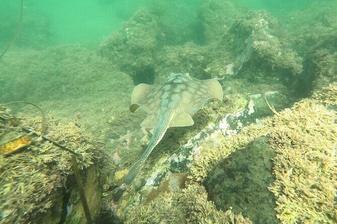 Snorkel San Diego's Mission Bay with a Marine Biologist - Price Value: What $60 Really Buys You in Mission Bay