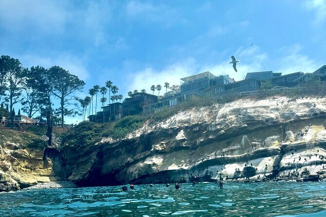Snorkeling Adventure in La Jolla - Guides make the difference: coaching, calm, and local wildlife focus