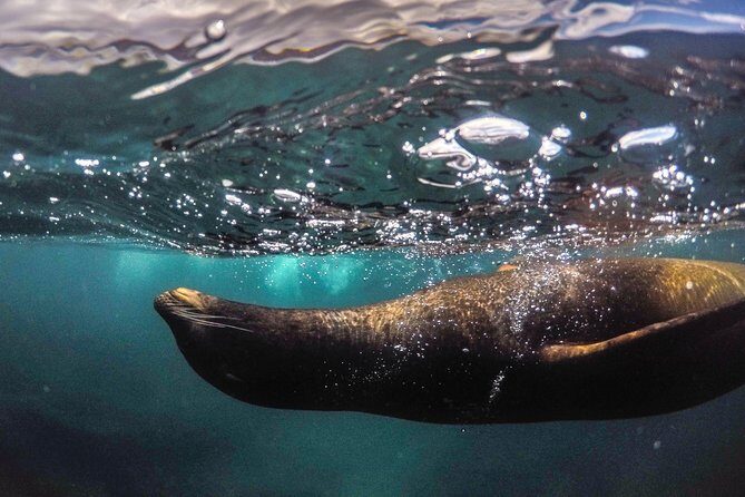 Snorkeling Adventure in La Jolla - Marine life you can actually spot: sea lions, horn sharks, and reef fish
