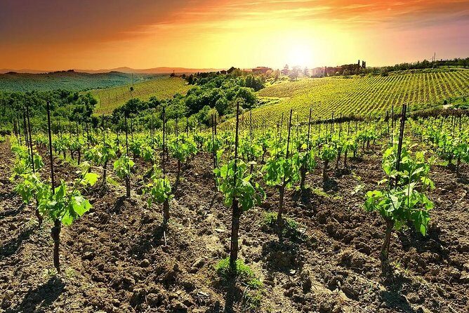 Temecula Wine Country Tour from San Diego - Why Temecula From San Diego Feels Like the Right Kind of Escape