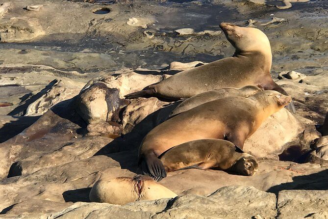 The La Jolla Tour - Why this La Jolla tour is a great use of a half day