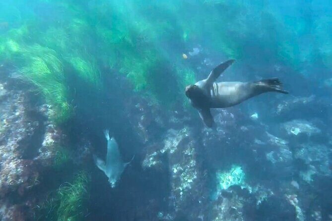 Two Hour Kayak and Snorkel Tour for Two in La Jolla - Gear and optional rentals that can change your comfort