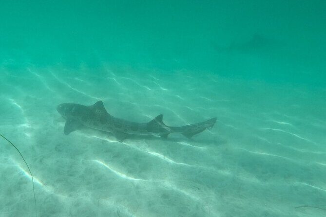 Two Hour Kayak and Snorkel Tour for Two in La Jolla - Price and the hidden-fee headache (and how to avoid it)