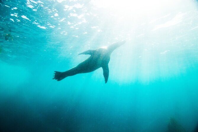 Two Hour Kayak and Snorkel Tour for Two in La Jolla - What you’ll see: sea lions and bright Garibaldi