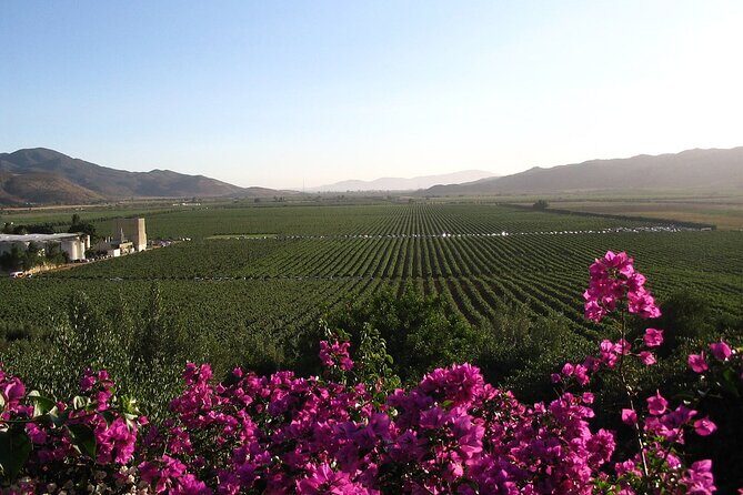 Valle de Guadalupe Winery and Vineyard Tour from San Diego - Key Points You’ll Care About