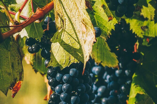 Valle de Guadalupe Winery and Vineyard Tour from San Diego - Crossing the Border: The San Diego to Ensenada Start