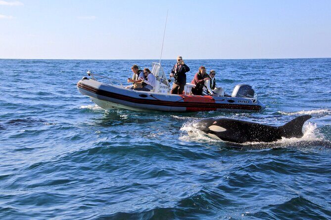 Whale and Dolphin Watching in San Diego - Key highlights you’ll feel fast