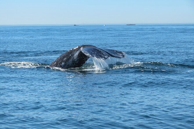Whale and Dolphin Watching in San Diego - Small 22’ boat energy from Mission Bay