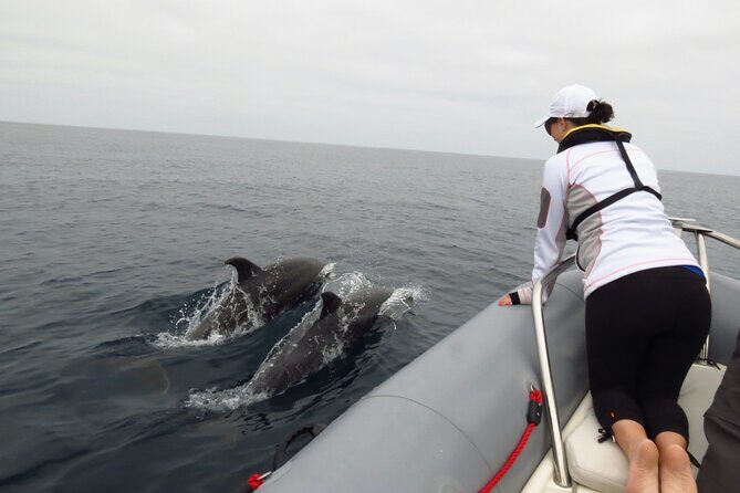 Whale and Dolphin Watching in San Diego - The 3-hour flow: what your day on the water feels like
