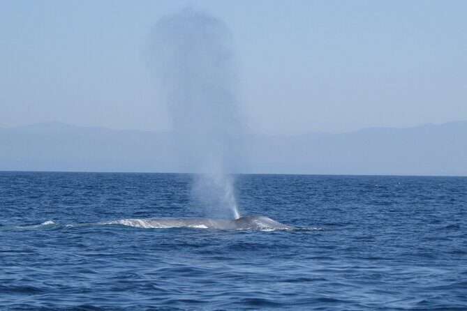 Whale and Dolphin Watching in San Diego - Price and value: what $149 buys you on this kind of cruise