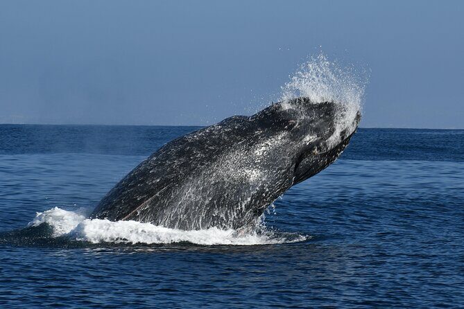 Whale and Dolphin Watching in San Diego - Who should book this tour (and who should think twice)