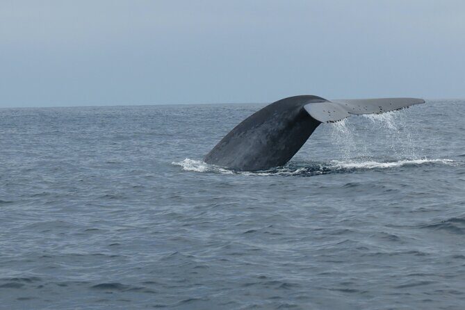 Whale and Dolphin Watching in San Diego - FAQ