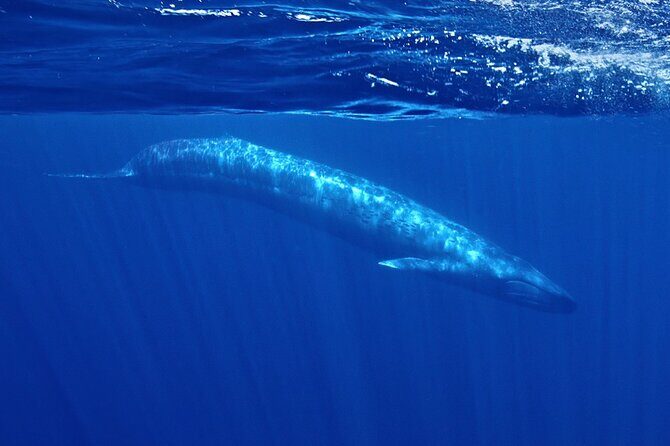 Whale and Dolphin Watching in San Diego Speedboat Tour - Key highlights