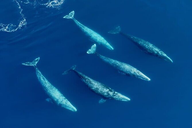 Whale and Dolphin Watching in San Diego Speedboat Tour - What You Might See by Season (Gray to Blue to Humpback)