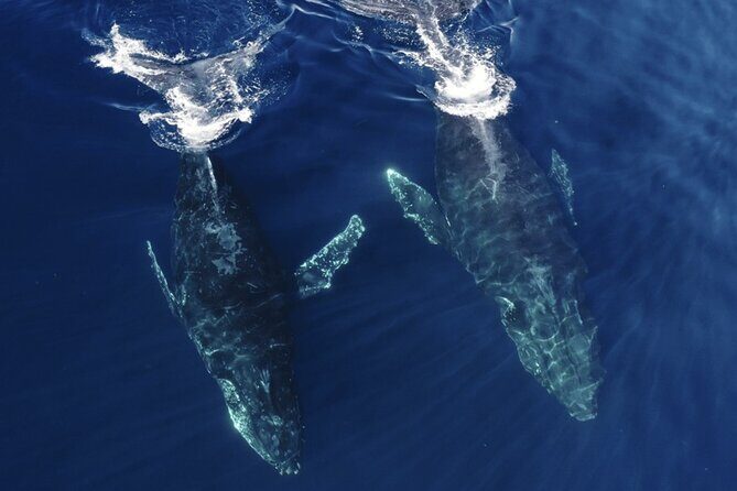 Whale and Dolphin Watching in San Diego Speedboat Tour - The Small-Group Advantage on a 6-Guest Cap