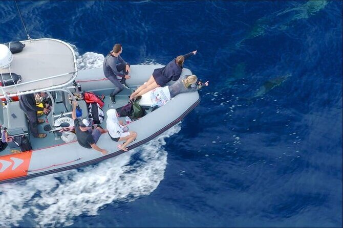 Whale and Dolphin Watching in San Diego Speedboat Tour - Where You Start: Seaforth Marina and the Mission Bay Exit