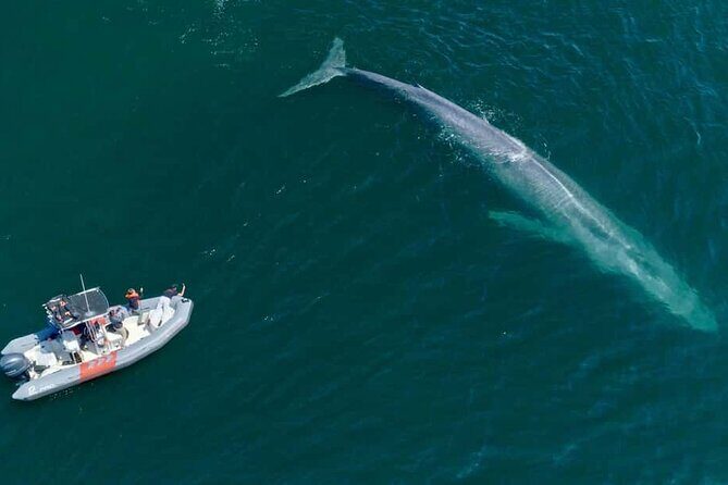Whale and Dolphin Watching in San Diego Speedboat Tour - Value Check: Is $199 Worth It?