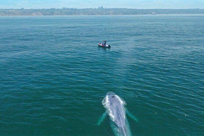 Whale and Dolphin Watching in San Diego Speedboat Tour - Communication and Booking Reality: When You Need Answers Fast
