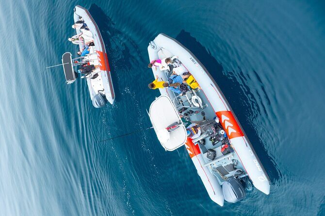 Whale and Dolphin Watching in San Diego Speedboat Tour - Who Should Book This Tour