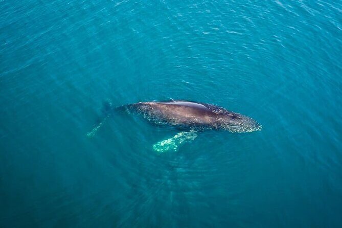 Whale and Dolphin Watching in San Diego Speedboat Tour - Dolphin Encounters Are the Real Crowd-Pleaser