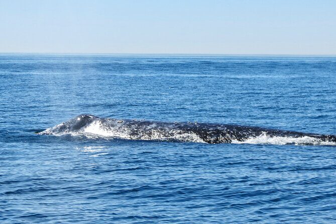 Whale and Dolphin Watching in San Diego - What you can realistically expect to see out there